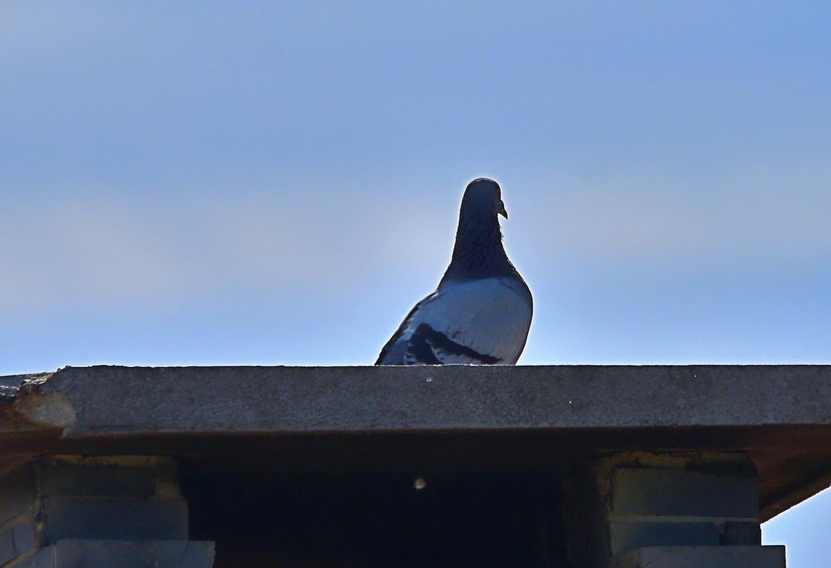 Pigeon biset (forme domestique) - ML554548151