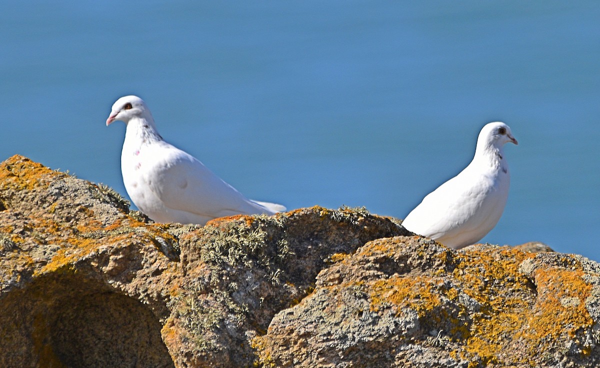 Rock Pigeon (Feral Pigeon) - ML554548171