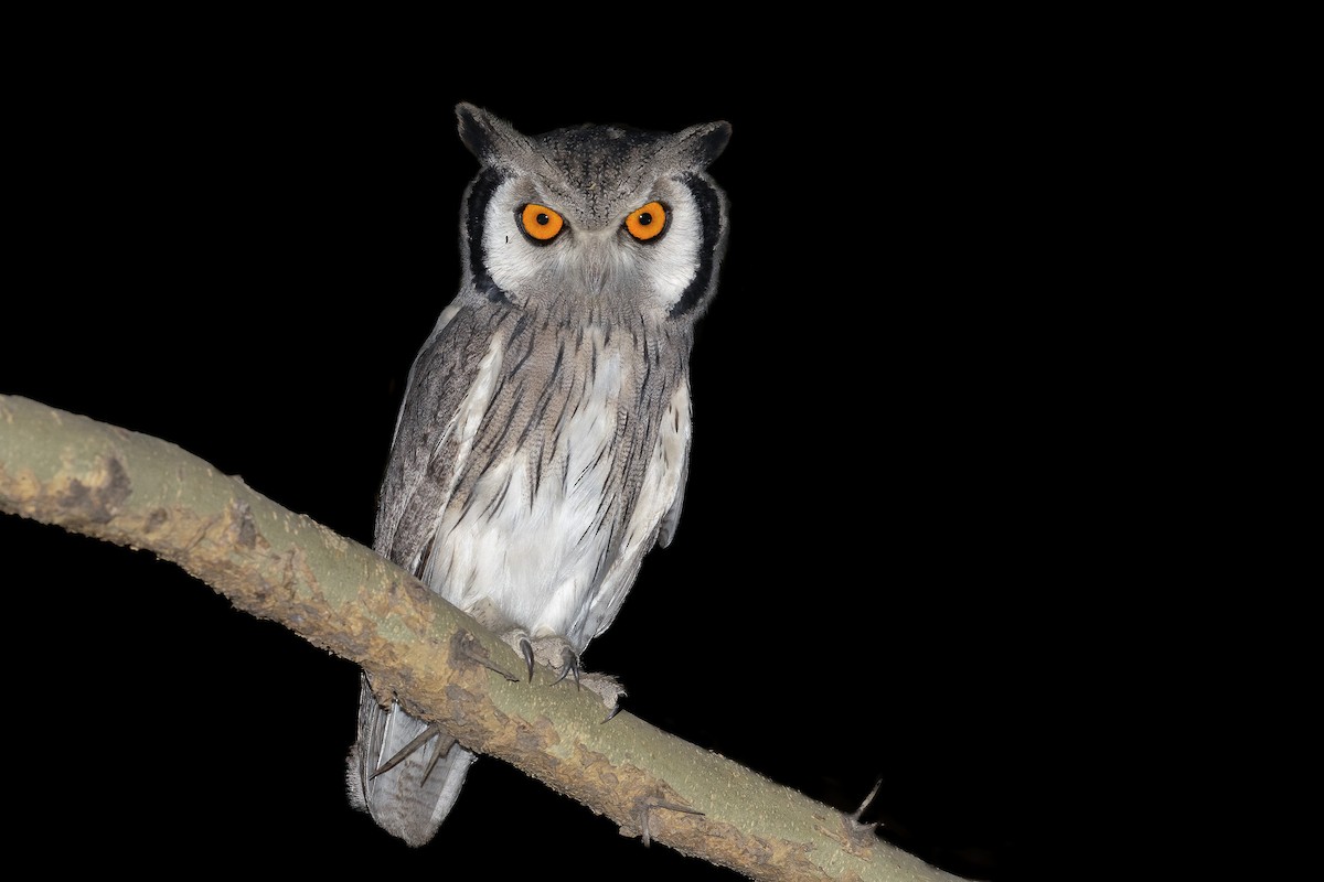 Northern White-faced Owl - ML554549711