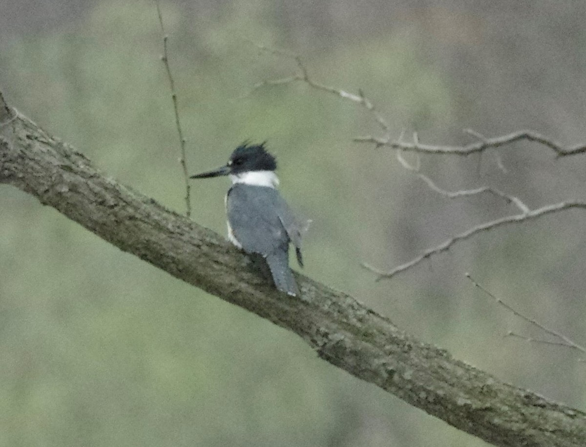 Belted Kingfisher - Leigh McBride