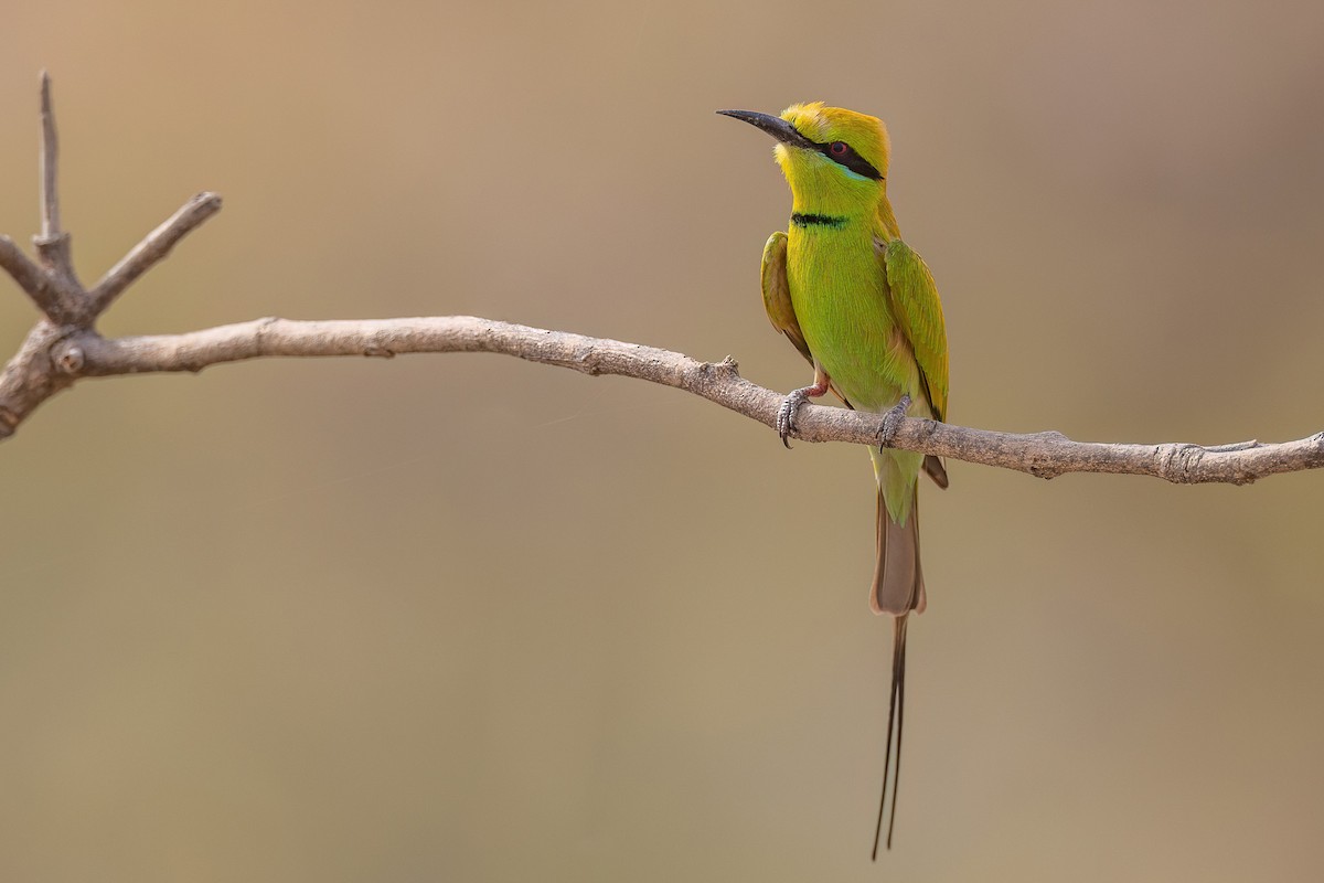 African Green Bee-eater - Chris Venetz | Ornis Birding Expeditions