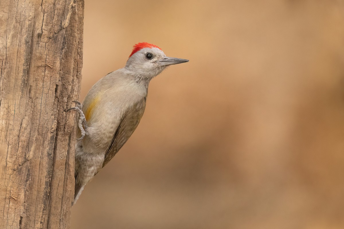African Gray Woodpecker - ML554550621