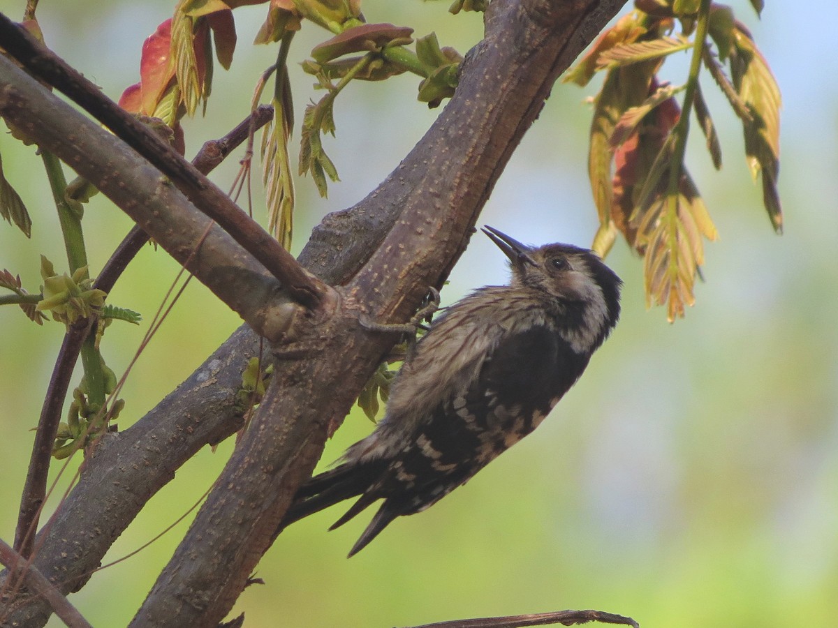 Gray-capped Pygmy Woodpecker - Grant Connette