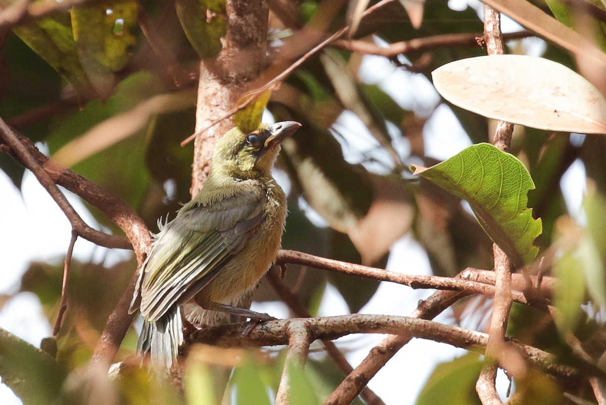 Burnished-buff Tanager - ML554556271