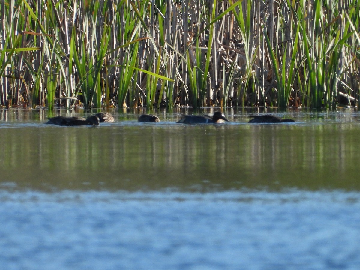Green-winged Teal (American) - Iván  Orois