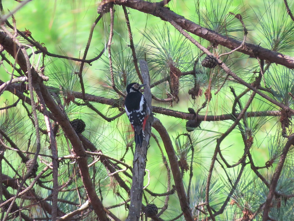 Great Spotted Woodpecker - ML55455801