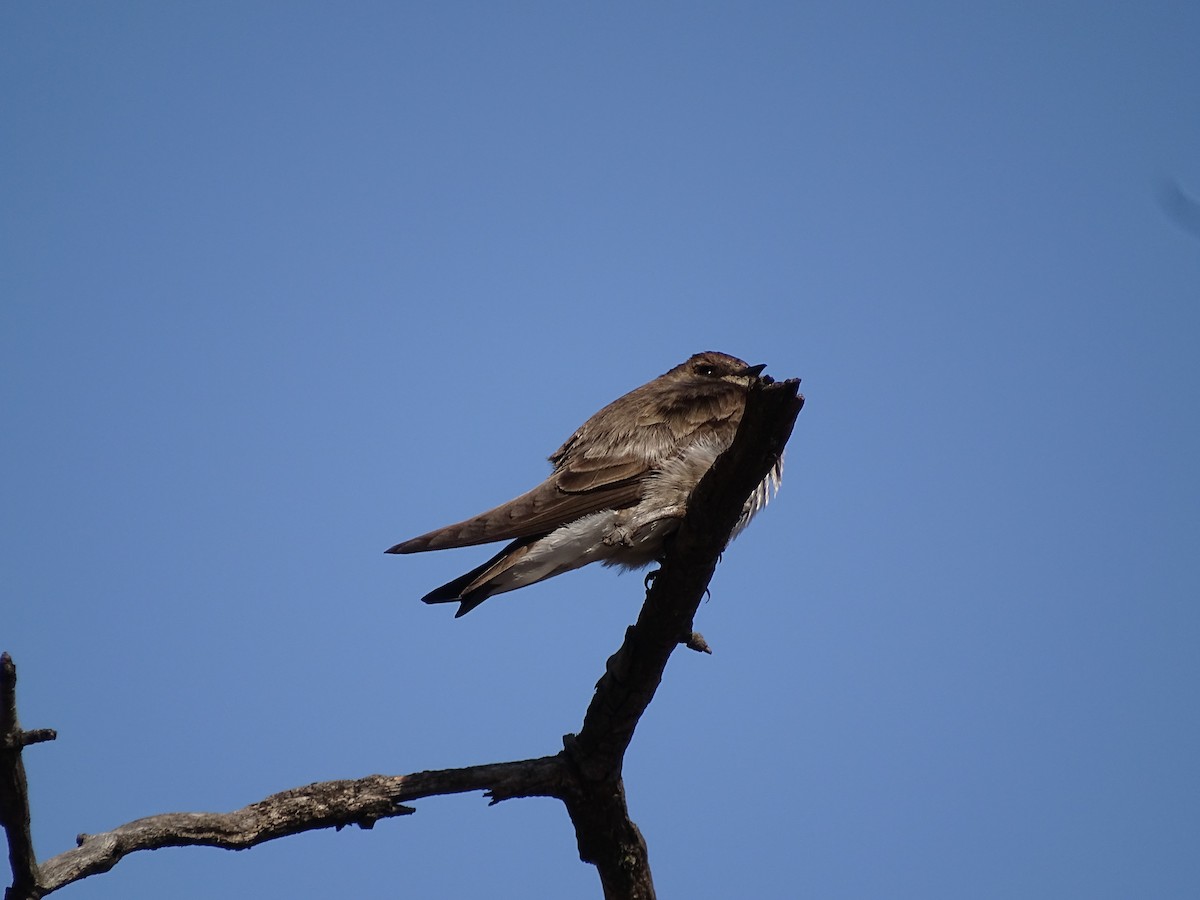 Northern Rough-winged Swallow (Northern) - ML554564421