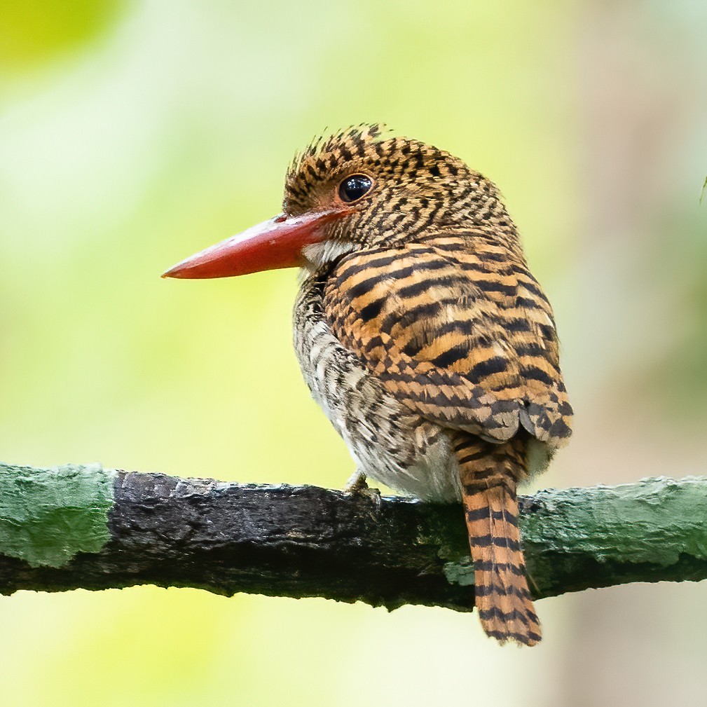Banded Kingfisher (Black-faced) - ML554565211
