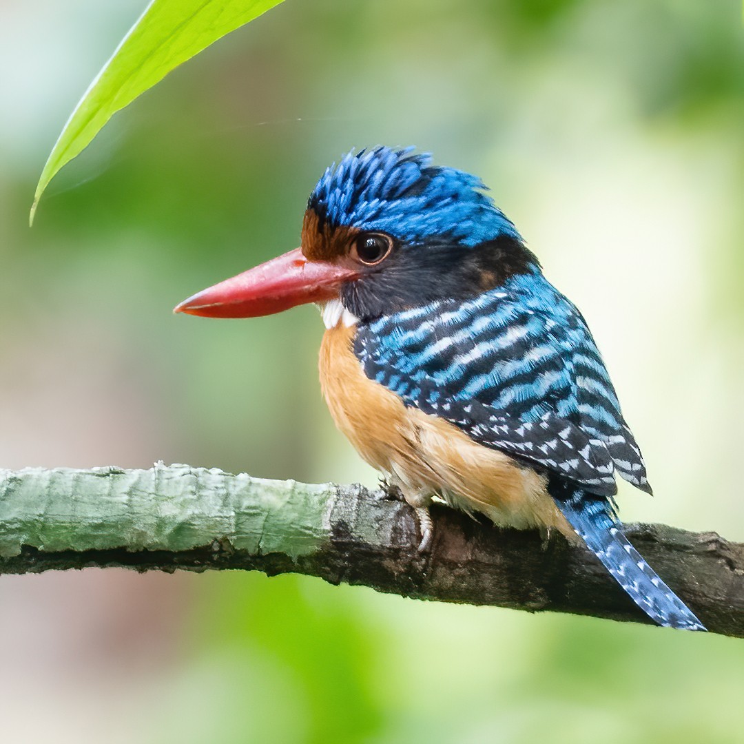 Banded Kingfisher (Black-faced) - ML554565221