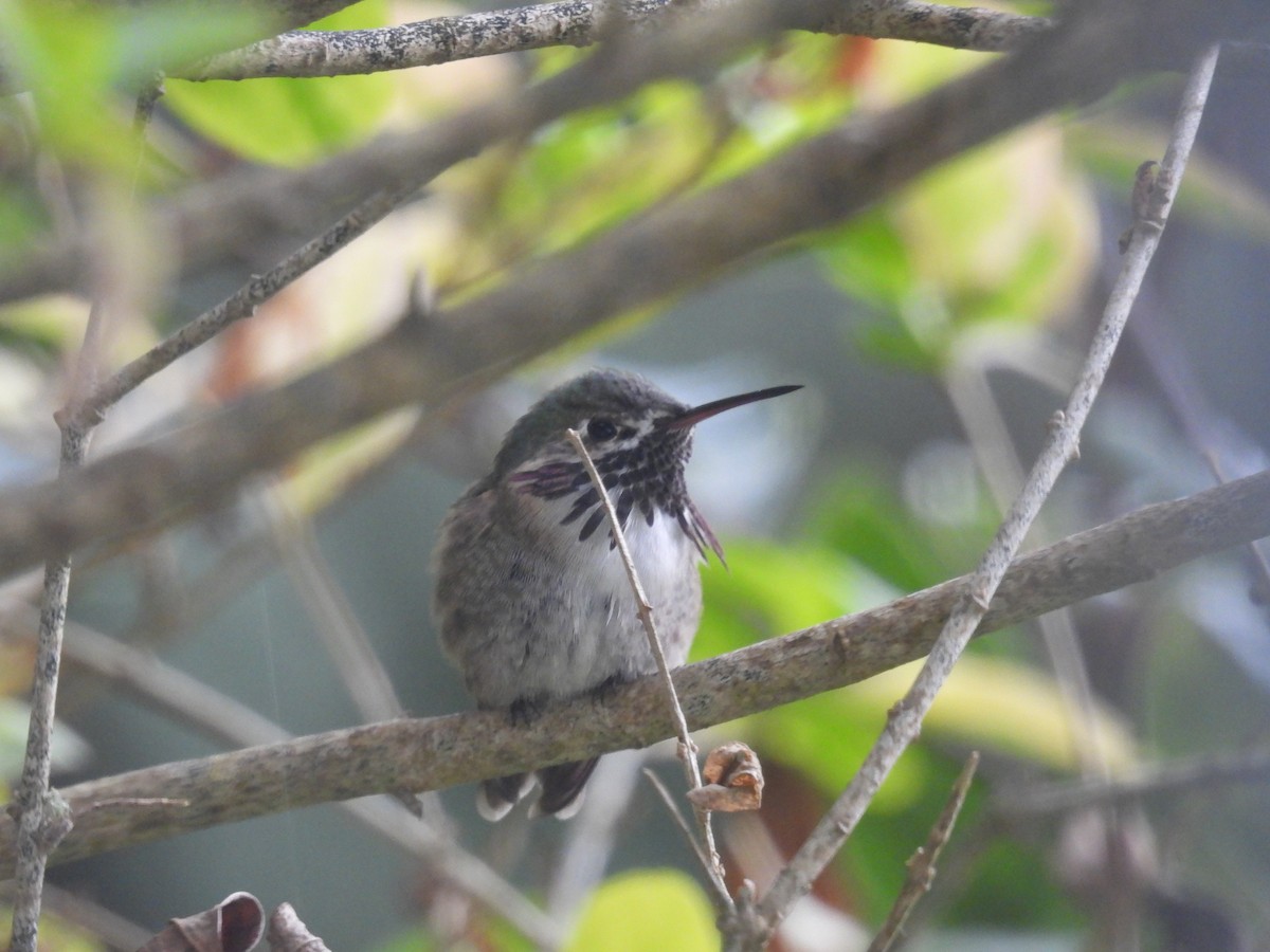 Calliope Hummingbird - ML554569281
