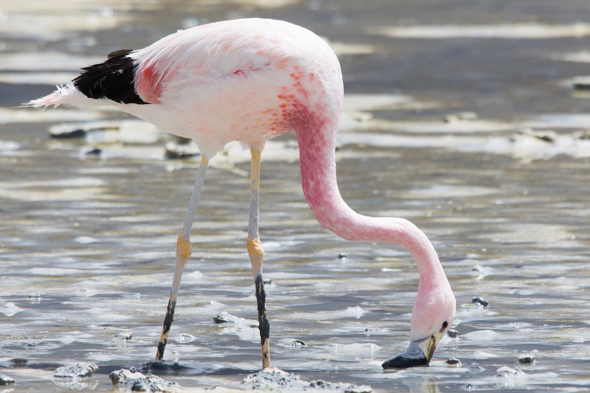 Andean Flamingo - ML554570871