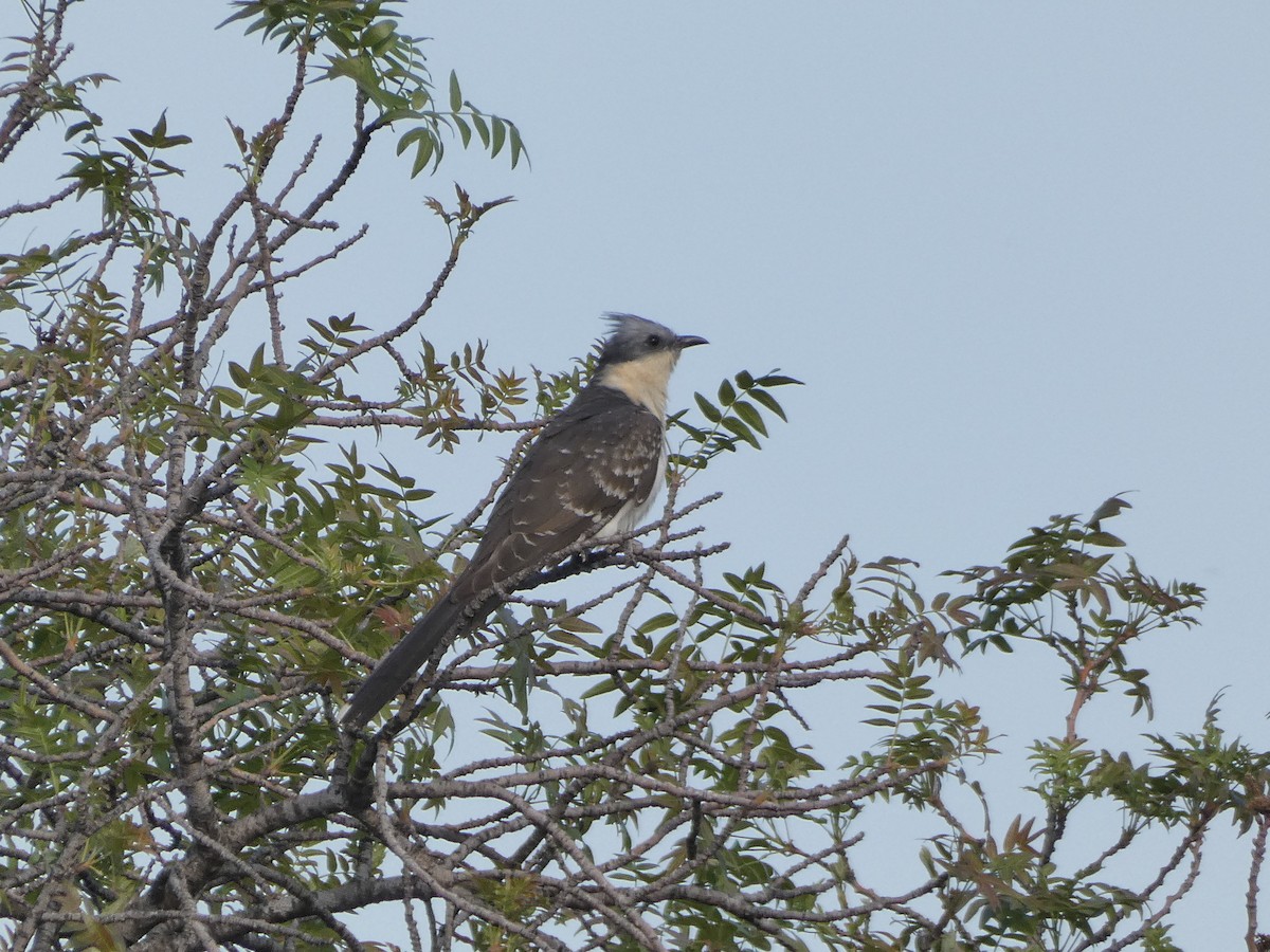 Great Spotted Cuckoo - ML554577171
