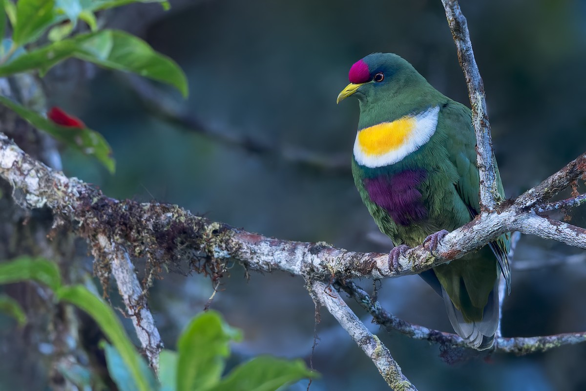 White-breasted Fruit-Dove - ML554577391