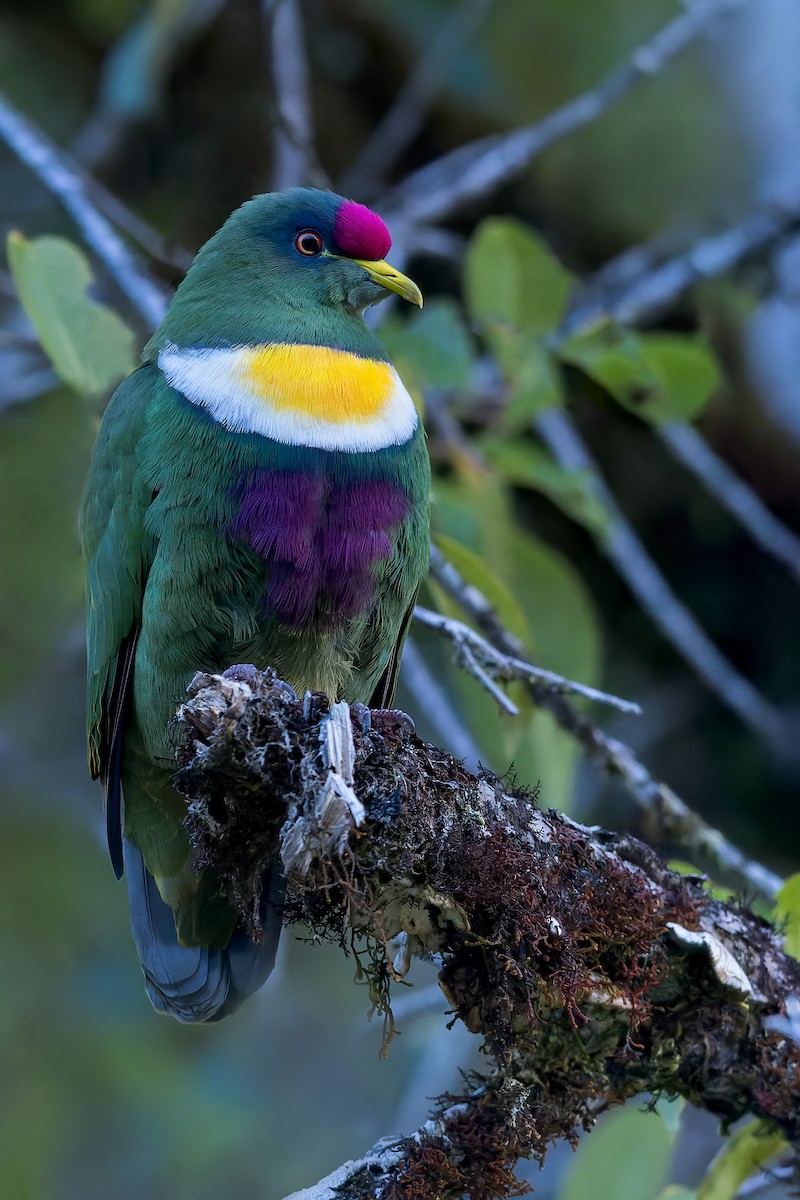 White-breasted Fruit-Dove - ML554577551