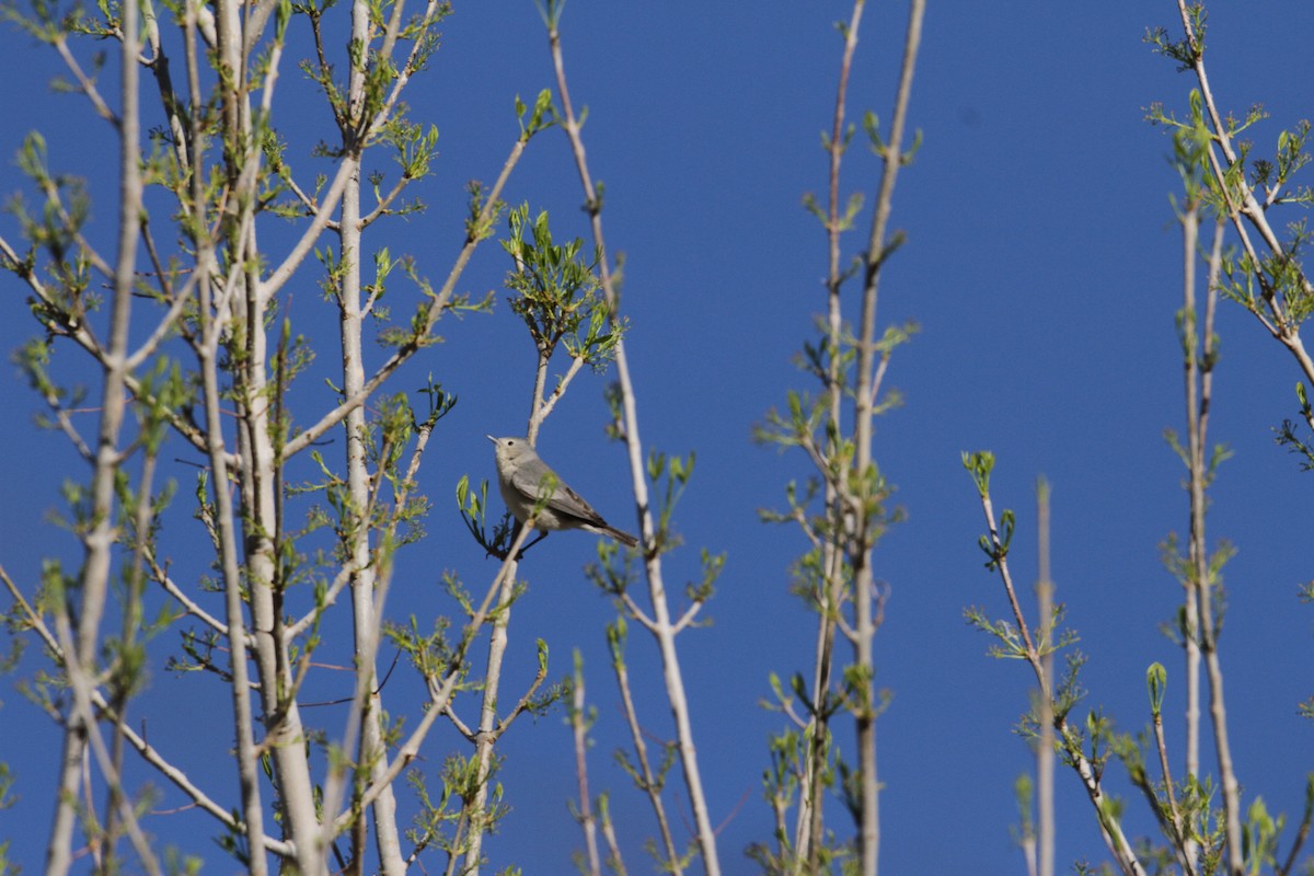 Lucy's Warbler - ML554577591