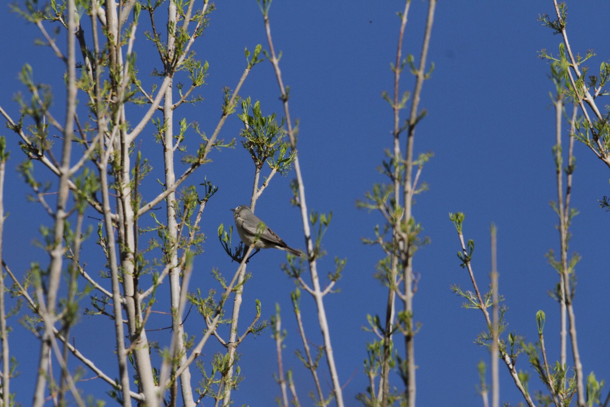 Lucy's Warbler - ML554577601