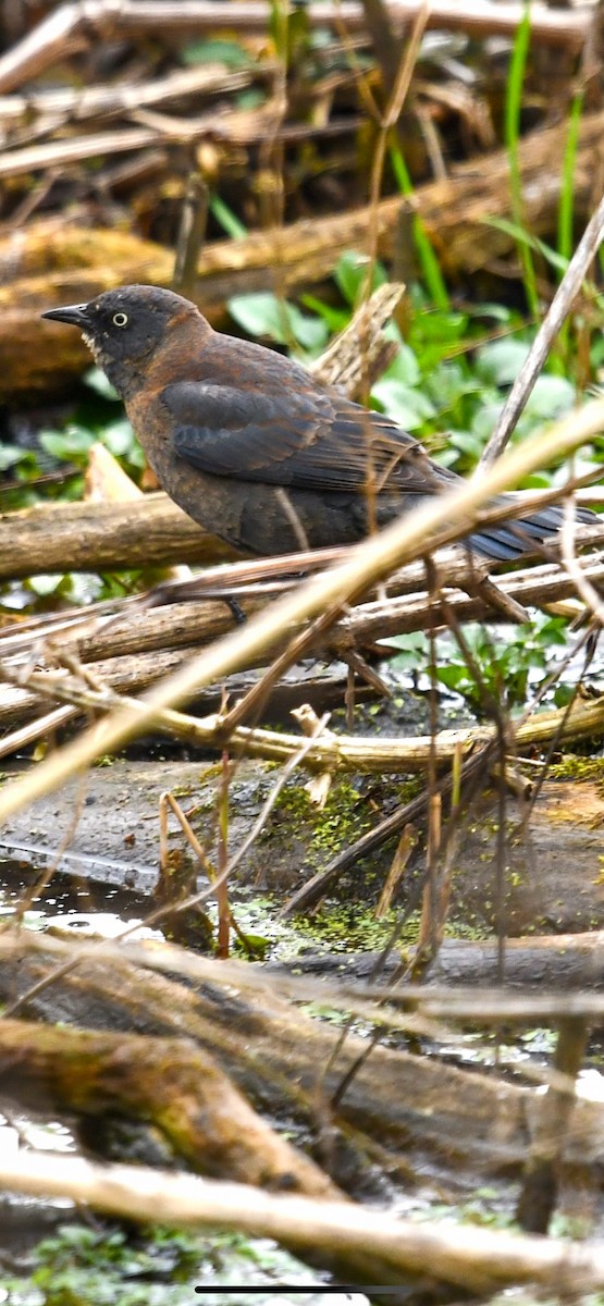 eBird Checklist 7 Apr 2023 Alley Pond ParkOakland Lake 34 species