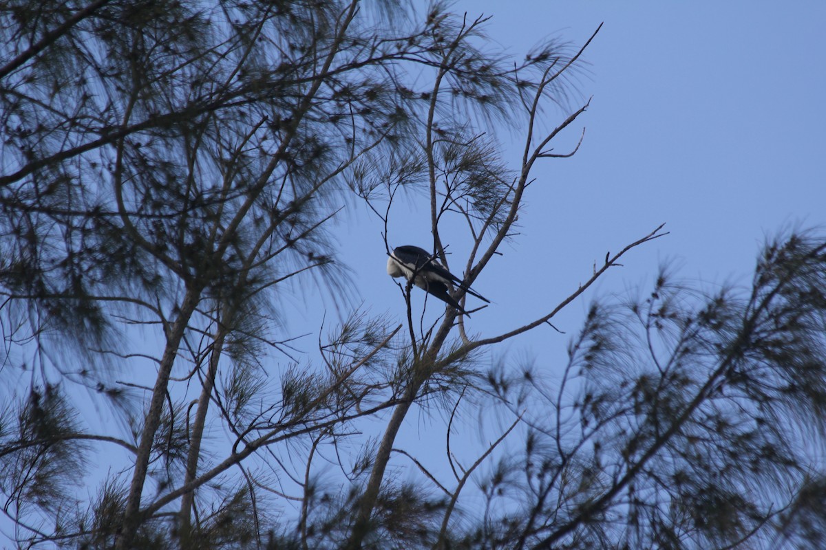 Swallow-tailed Kite - ML554587691