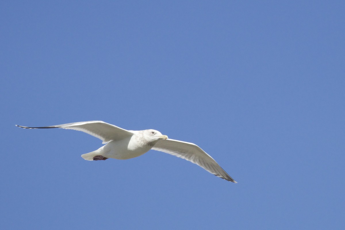 Herring x Glaucous-winged Gull (hybrid) - ML554591401