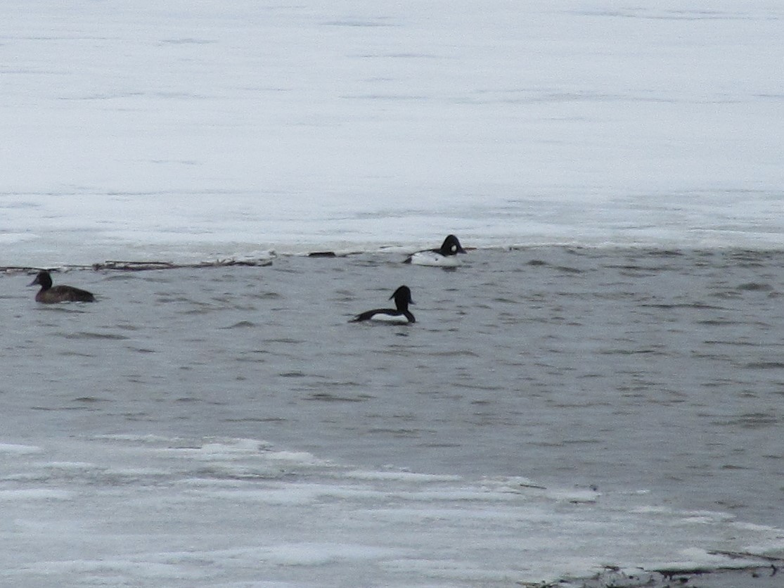 Tufted Duck - ML554591471