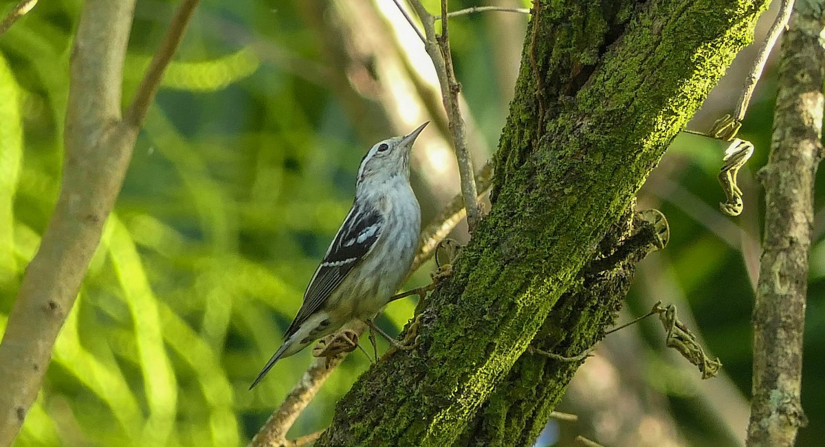Black-and-white Warbler - ML554595201