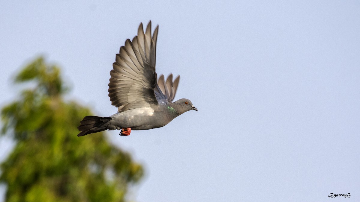 Rock Pigeon (Feral Pigeon) - Hemanth Byatroy