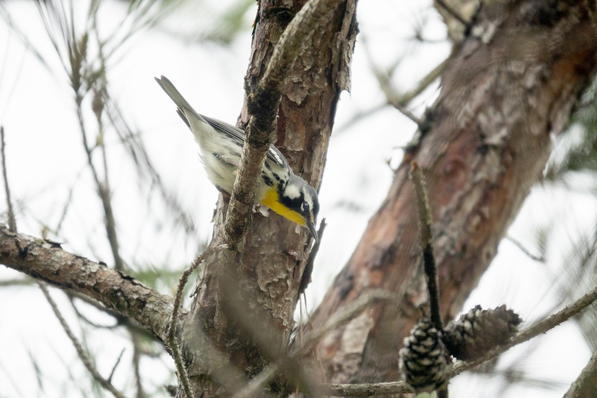 Yellow-throated Warbler - ML554607161
