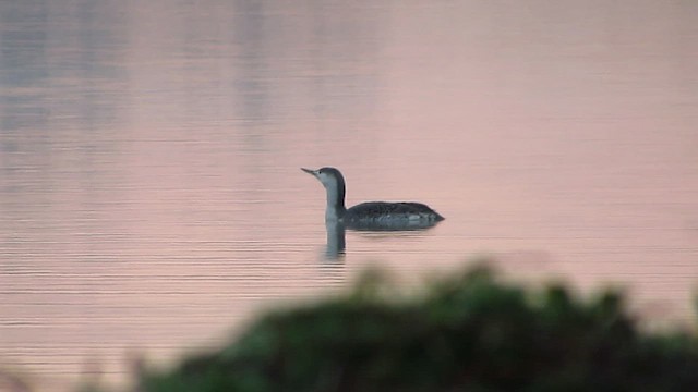 Red-throated Loon - ML554609471