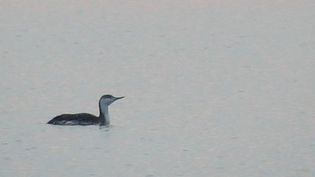 Red-throated Loon - ML554609531