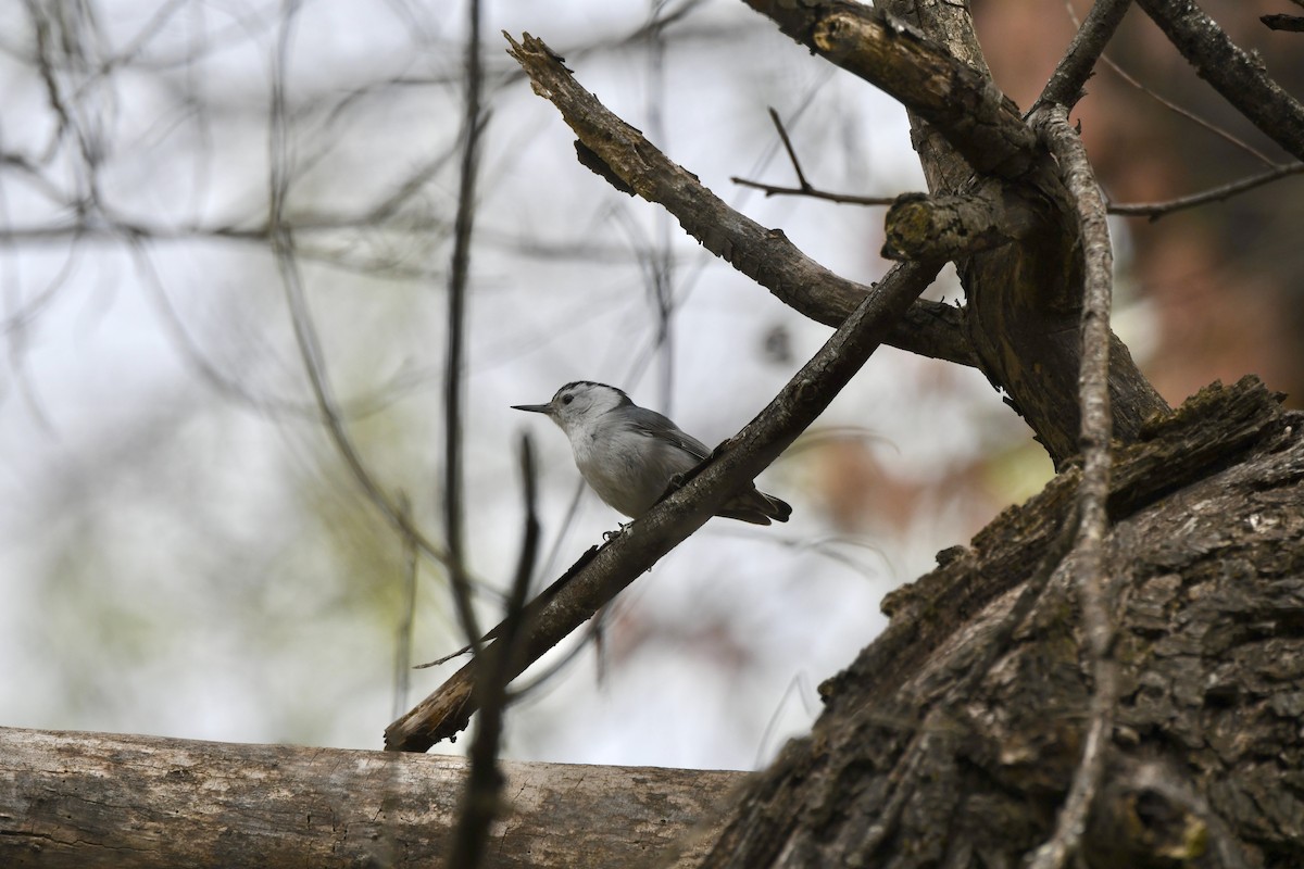 White-breasted Nuthatch - ML554610731