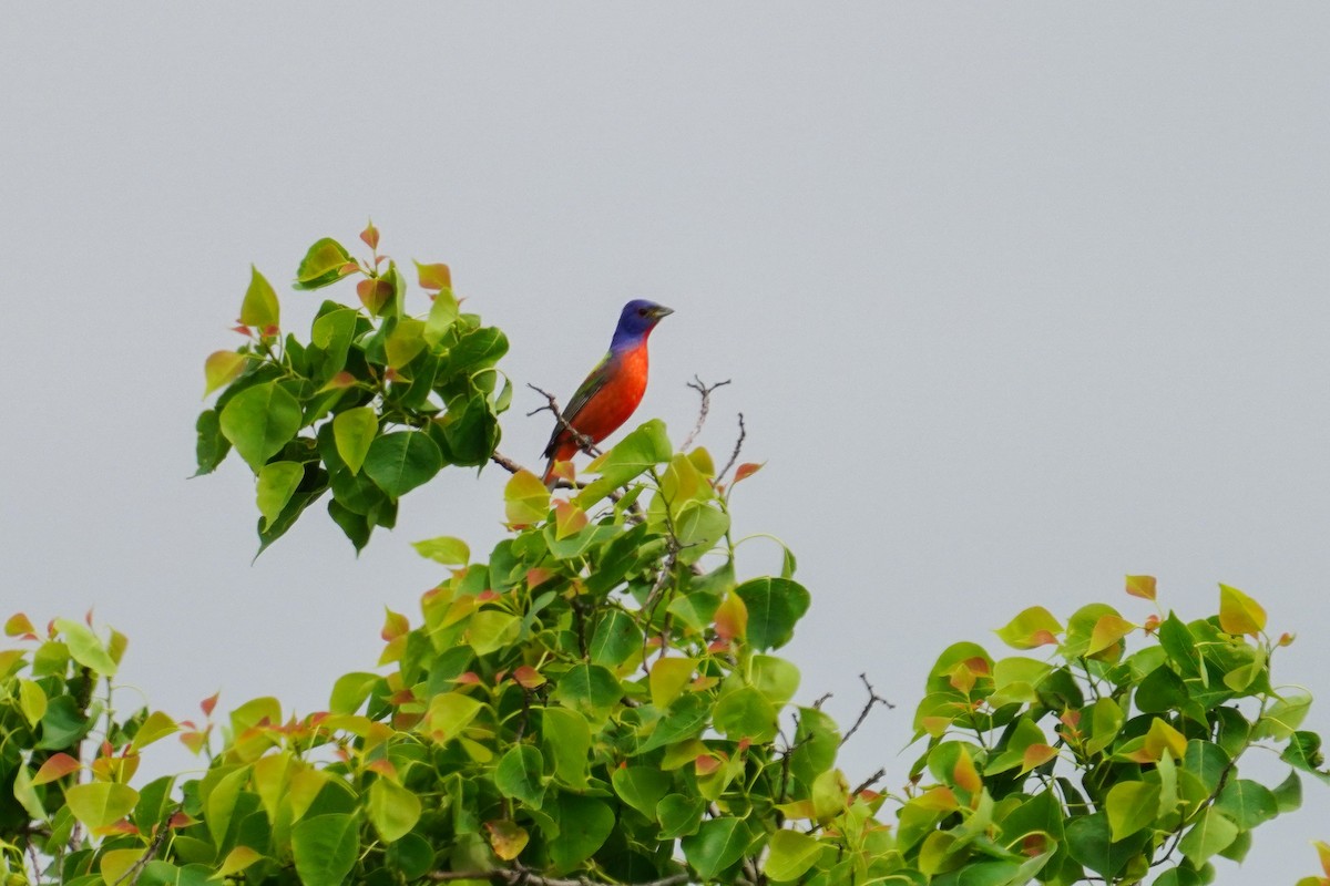 Painted Bunting - ML554612521