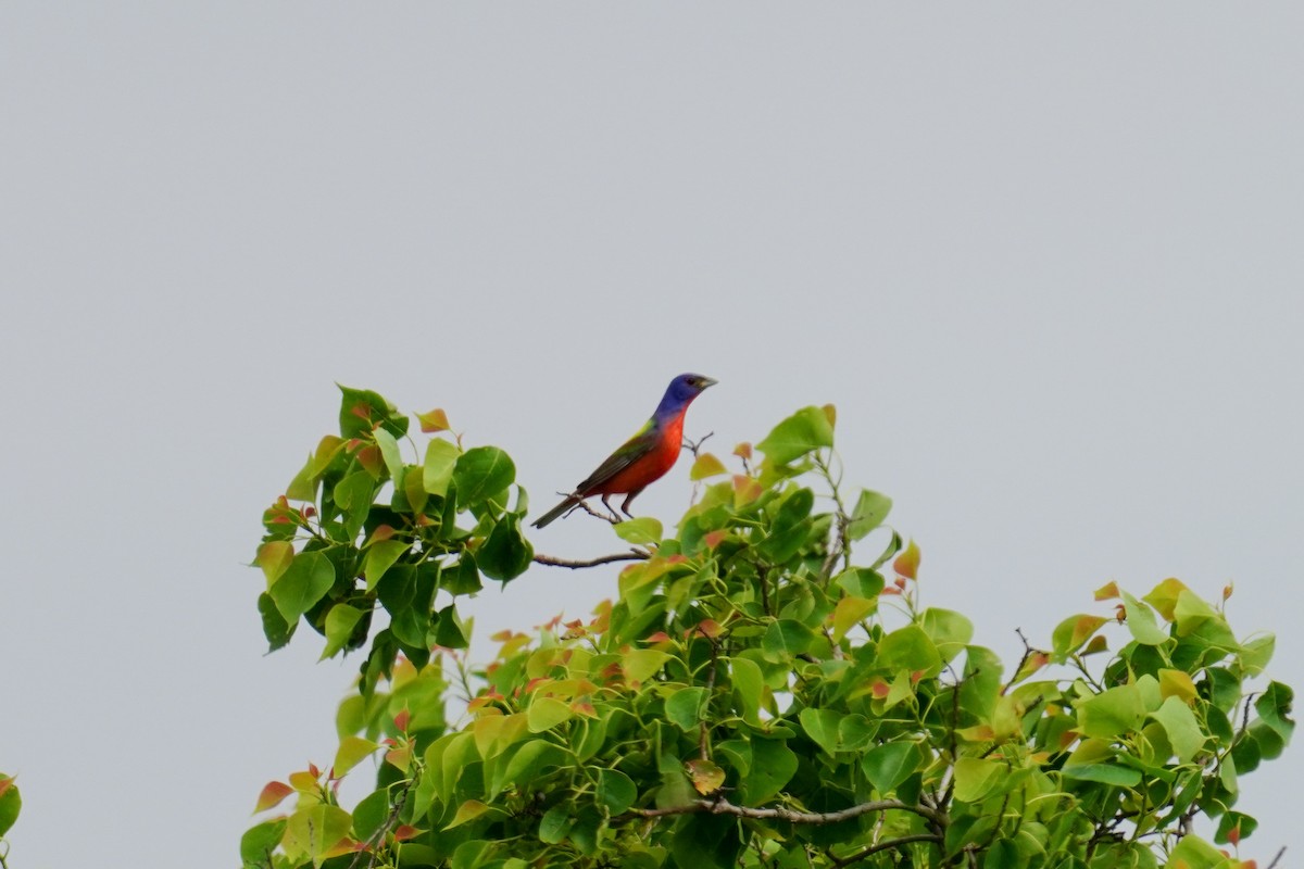 Painted Bunting - ML554612601