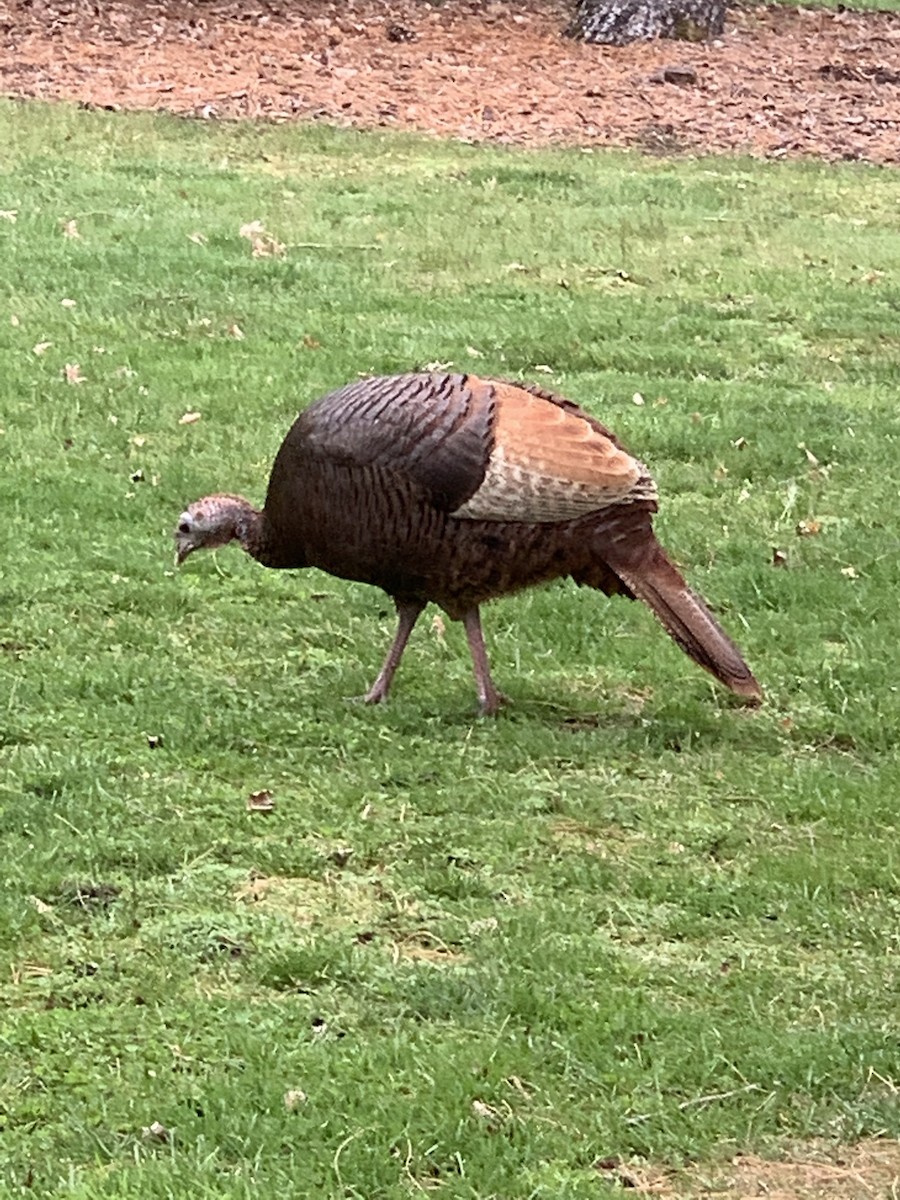 eBird Checklist 7 Apr 2023 Bayard Cutting Arboretum, Oakdale USNY 40.73698, 73.16179 28