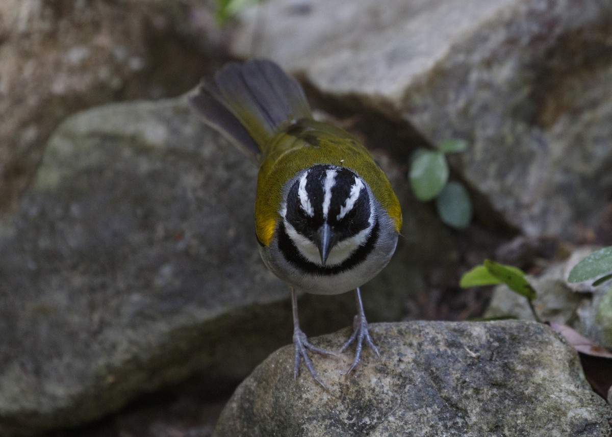 Pectoral Sparrow (Pectoral) - ML554621741