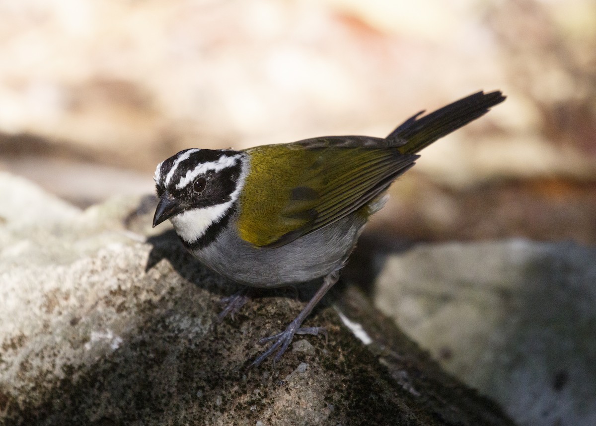Pectoral Sparrow (Pectoral) - ML554621871