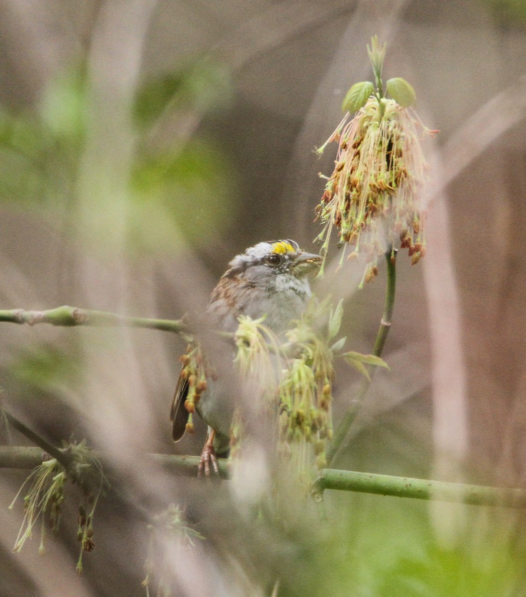 White-throated Sparrow - ML554624101