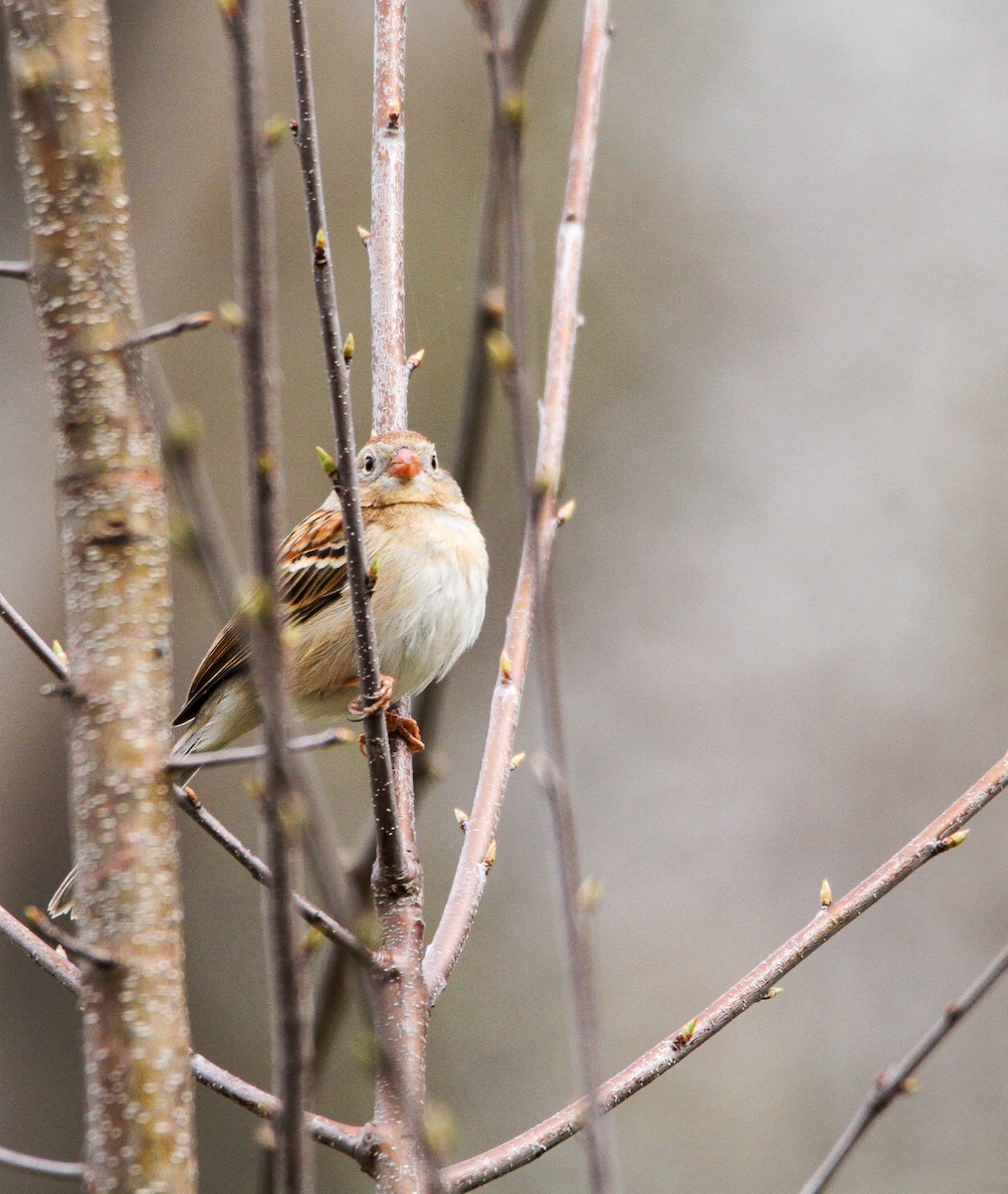 Field Sparrow - ML554624161