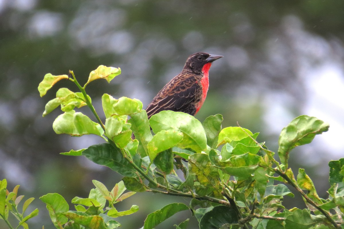 Red-breasted Meadowlark - ML554625751