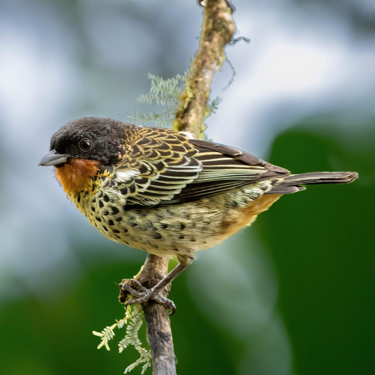 Rufous-throated Tanager - ML554626781