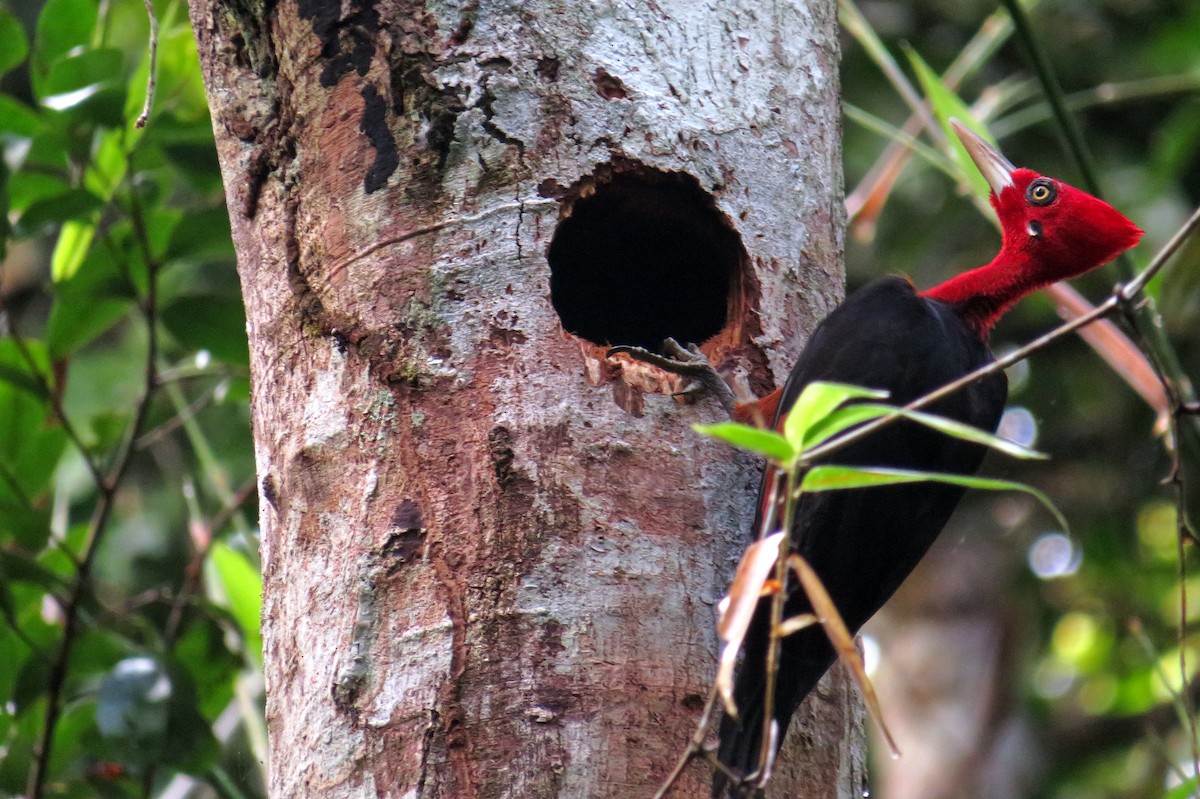 Red-necked Woodpecker - ML554629201