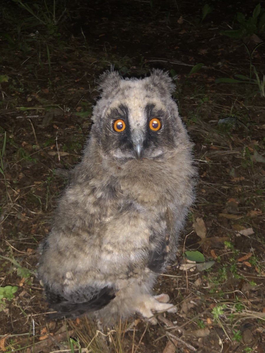 Long-eared Owl - ML554629921