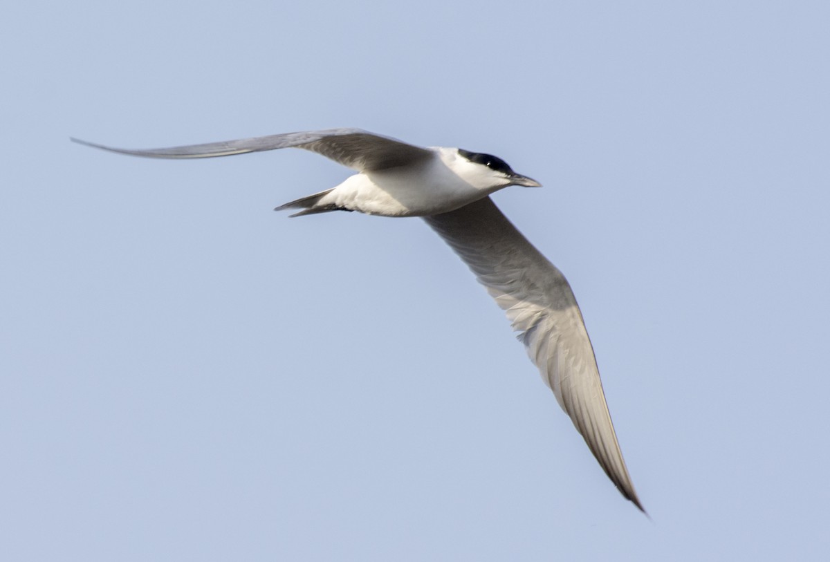 Gull-billed Tern - Hemanth Byatroy