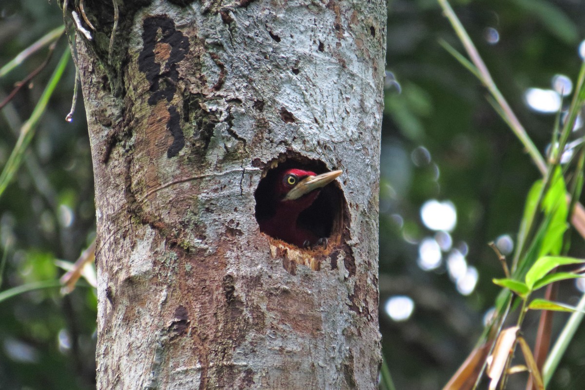Red-necked Woodpecker - ML554631681