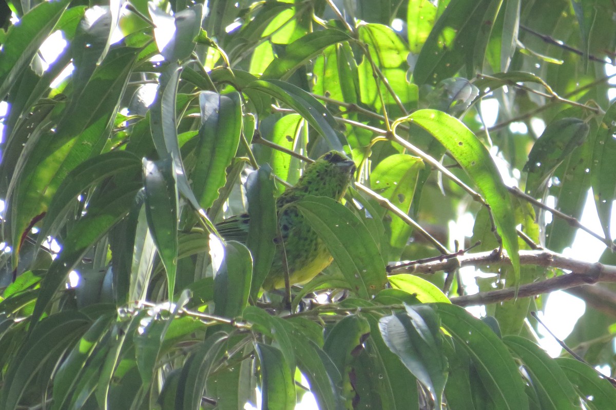 Yellow-bellied Tanager - ML554631871