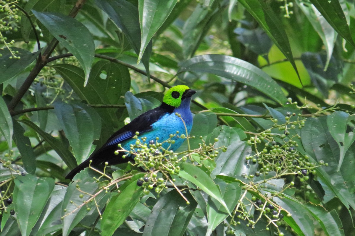 Paradise Tanager - ML554631901