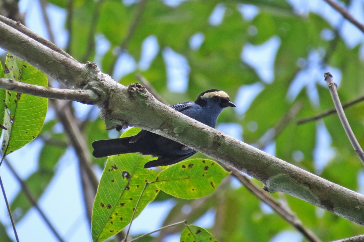 Opal-crowned Tanager - ML554631931