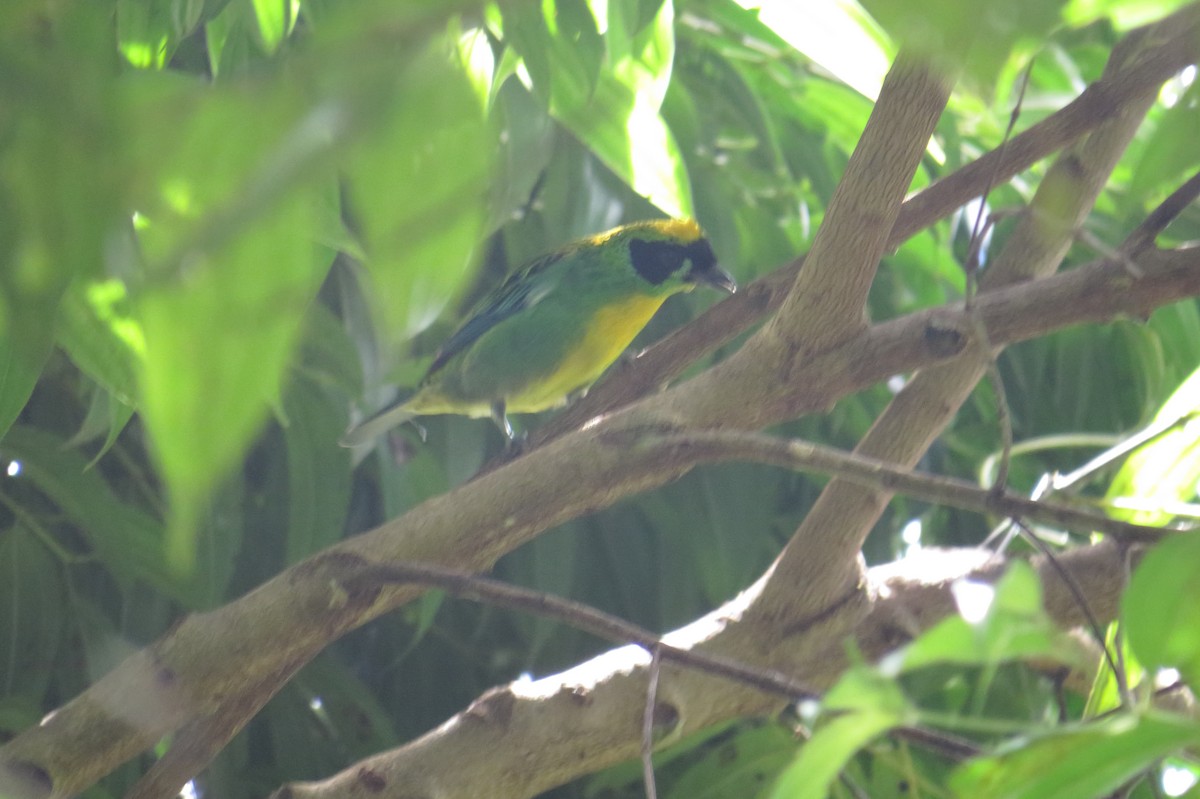 Green-and-gold Tanager - ML554631961