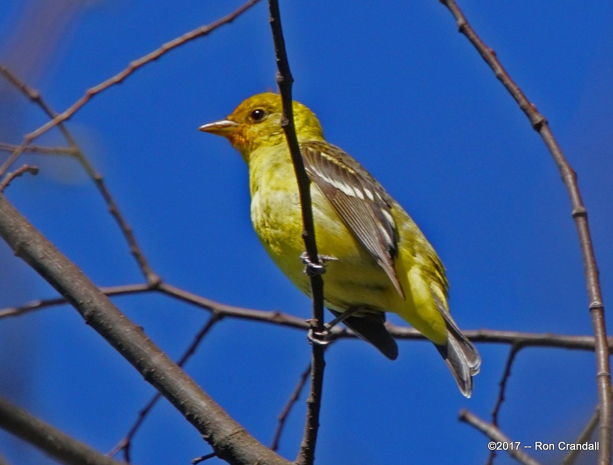 Western Tanager - Ron Crandall