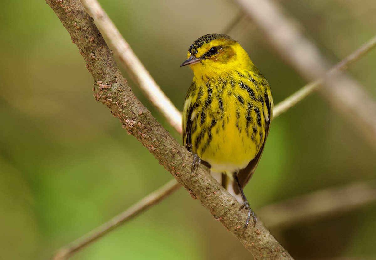 Cape May Warbler - ML554650161