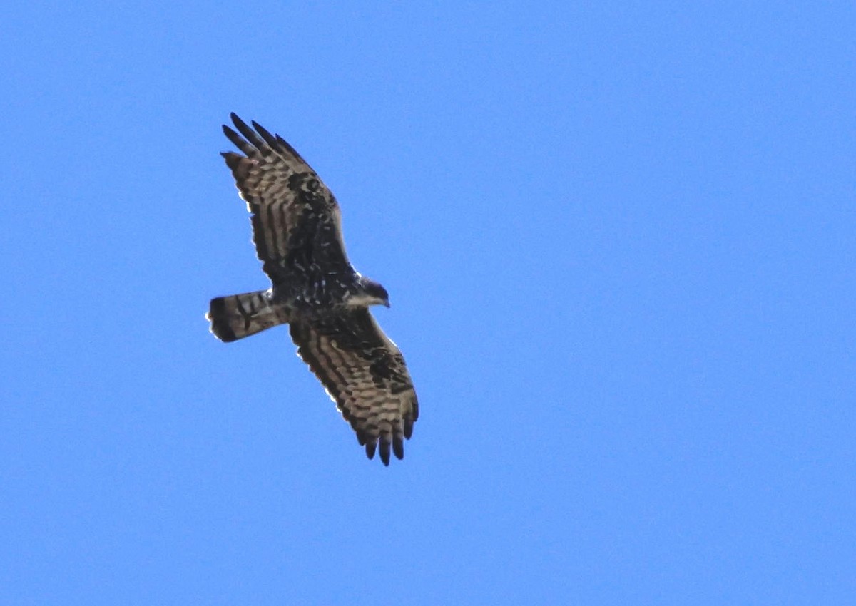 Ayres's Hawk-Eagle - ML554652281